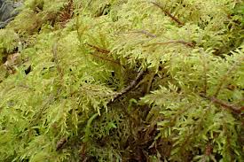 Attēlu rezultāti vaicājumam “Hylocomium splendens sporophyte”