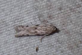 Attēlu rezultāti vaicājumam “Phycitodes binaevella”