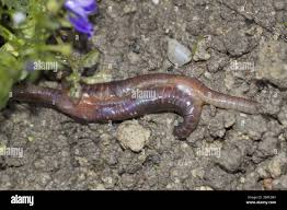 Attēlu rezultāti vaicājumam “Lumbricidae”