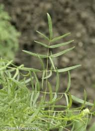 Attēlu rezultāti vaicājumam “Thalictrum lucidum”