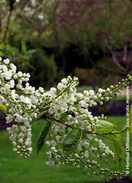 Attēlu rezultāti vaicājumam “Prunus padus var. roseiflora”