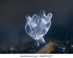 Attēlu rezultāti vaicājumam “Ceratiomyxa morchella macro”