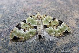 Attēlu rezultāti vaicājumam “Colostygia pectinataria”