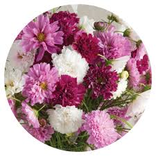 Image result for Cosmos bipinnatus `Double Click`