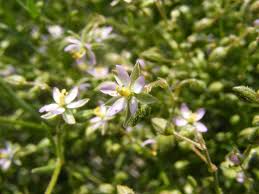 Attēlu rezultāti vaicājumam “Spergularia rubra leaf”