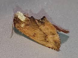 Attēlu rezultāti vaicājumam “Ptilodon capucina imago”