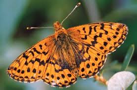 Attēlu rezultāti vaicājumam “Boloria aquilonaris”