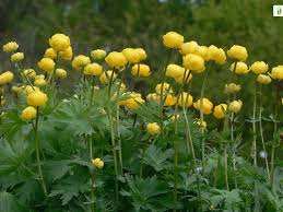 Attēlu rezultāti vaicājumam “Trollius europaeus”