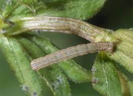Attēlu rezultāti vaicājumam “Colostygia pectinataria female”