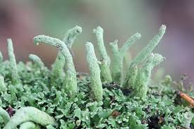 Attēlu rezultāti vaicājumam “Cladonia fimbriata”