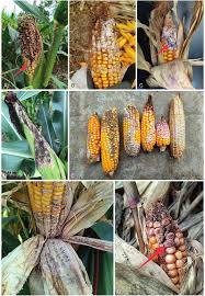 Attēlu rezultāti vaicājumam “Fuligo gyrosa”