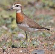 Image result for Charadrius asiaticus