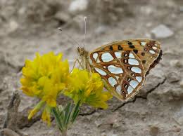 Attēlu rezultāti vaicājumam “Euphydrias aurinia underside”