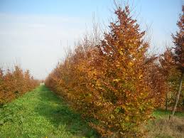 Attēlu rezultāti vaicājumam “Fagus sylvatica”