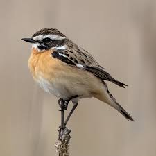 Attēlu rezultāti vaicājumam “Saxicola rubetra adult”