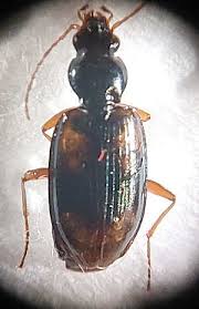 Attēlu rezultāti vaicājumam “Bembidion litorale”