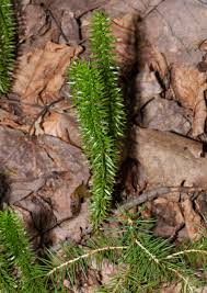 Attēlu rezultāti vaicājumam “Huperzia selago”