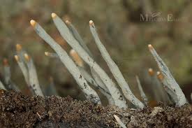 Attēlu rezultāti vaicājumam “Xylaria longipes”