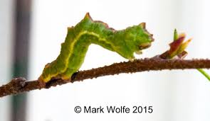 Attēlu rezultāti vaicājumam “Geometra papilionaria”