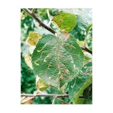 Attēlu rezultāti vaicājumam “Lyonetia clerkella”