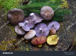 Attēlu rezultāti vaicājumam “Xerocomus pruinatus”