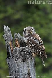 Image result for Surnia ulula