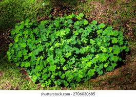 Attēlu rezultāti vaicājumam “Oxalidaceae”