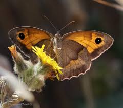Attēlu rezultāti vaicājumam “Maniola jurtina female”