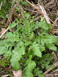 Attēlu rezultāti vaicājumam “Rorippa palustris fruit”