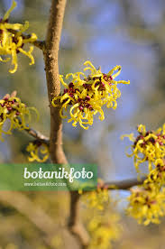 Attēlu rezultāti vaicājumam “Hamamelis japonica”