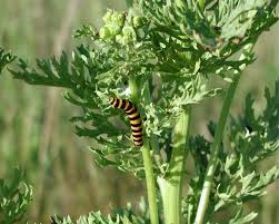Attēlu rezultāti vaicājumam “Jacobaea vulgaris leaf”