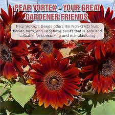 Attēlu rezultāti vaicājumam “Helianthus annuus fruit”