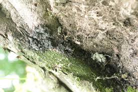 Attēlu rezultāti vaicājumam “Kretzschmaria deusta”