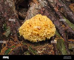 Attēlu rezultāti vaicājumam “Sparassis crispa”