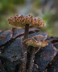 Attēlu rezultāti vaicājumam “Physarum auriscalpium spores”