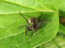 Attēlu rezultāti vaicājumam “Araneus diadematus eggs”