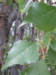 Attēlu rezultāti vaicājumam “Populus x canadensis leaf”