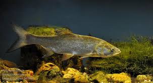 Image result for Aspius aspius