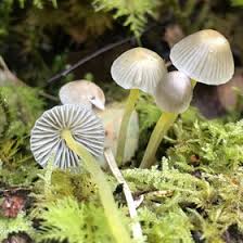 Attēlu rezultāti vaicājumam “Mycena viscosa”