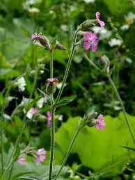 Attēlu rezultāti vaicājumam “Silene dioica”