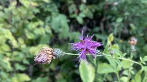 Attēlu rezultāti vaicājumam “Serratula tinctoria flower”
