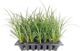 Attēlu rezultāti vaicājumam “Lignydium muscorum macro”