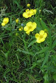 Attēlu rezultāti vaicājumam “Ranunculus lingua leaf”