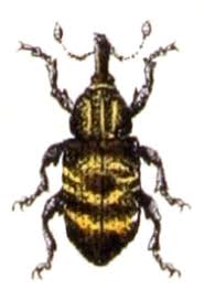 Attēlu rezultāti vaicājumam “Hylobius abietis”