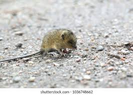 Attēlu rezultāti vaicājumam “Sicista betulina”