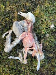 Image result for albatross dead chick