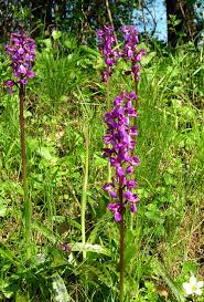 Attēlu rezultāti vaicājumam “Orchis mascula leaf”
