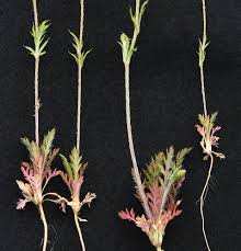 Attēlu rezultāti vaicājumam “Papaver argemone leaf”