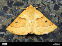 Attēlu rezultāti vaicājumam “Crocallis elinguaria imago”