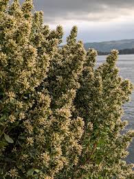 Attēlu rezultāti vaicājumam “Licea pusilla macro”